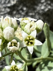 Comandra umbellata californica