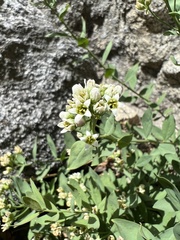 Comandra umbellata californica
