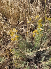 Tanacetum achilleifolium
