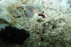 Ammothella appendiculata