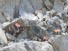 Dudleya cymosa pumila