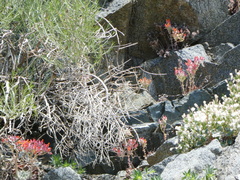 Dudleya cymosa pumila