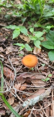 Marasmius sullivantii