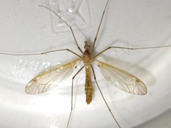 Tipula megaura
