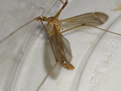 Tipula megaura