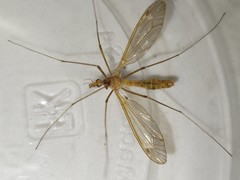 Tipula megaura
