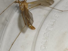 Tipula megaura