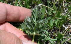 Potentilla amicarum