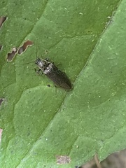 Dixicollis divaricatus