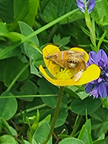 obaľovač hrabankový (Olethreutes arcuella)