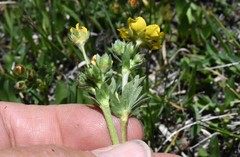 Potentilla amicarum
