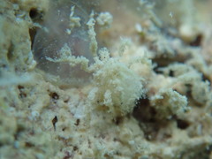 Ammothella appendiculata