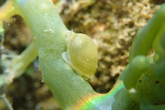 Volvatella bermudae
