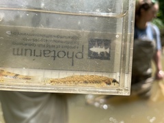 Etheostoma stigmaeum