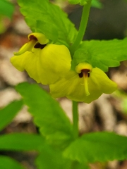 Rhynchocorys elephas