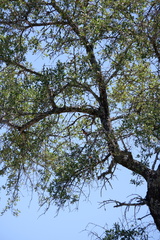 Passerina ciris pallidior