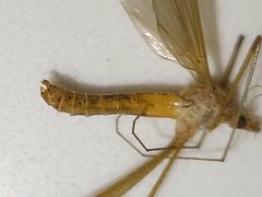 Tipula megaura
