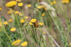 Heliothea discoidaria