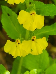 Rhynchocorys elephas