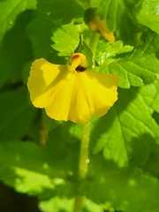 Rhynchocorys elephas