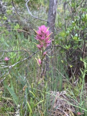Castilleja elata