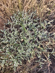 Goniolimon tataricum