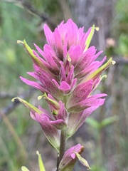 Castilleja elata