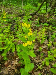 Rhynchocorys elephas