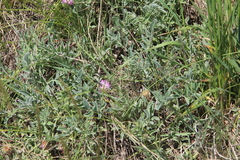 Psephellus marschallianus