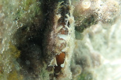 Pinctada imbricata