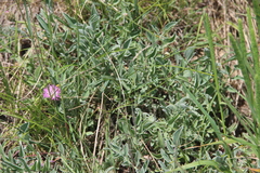 Psephellus marschallianus