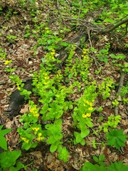 Rhynchocorys elephas