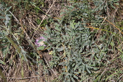 Psephellus marschallianus