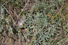 Psephellus marschallianus