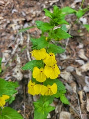 Rhynchocorys elephas