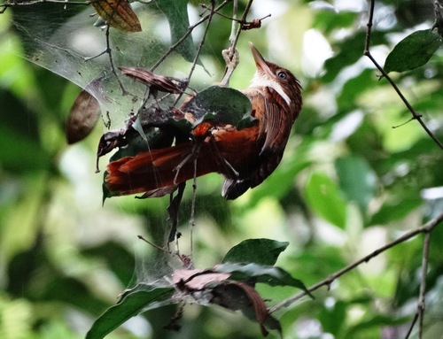 Automolus leucophthalmus