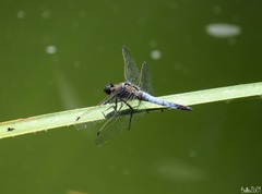 Orthetrum cancellatum