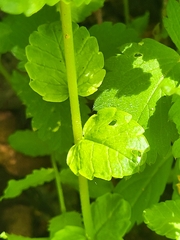 Rhynchocorys elephas