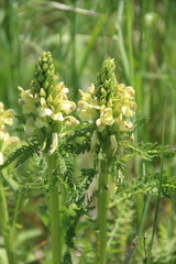 Pedicularis chroorrhyncha