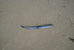 Anguilla rostrata