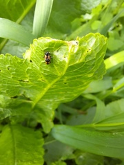 Phyllotreta armoraciae