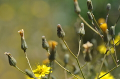 Hieracium scouleri