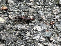 Platydracus cinnamopterus