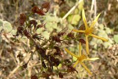 Hypericum triquetrifolium