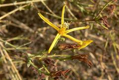 Hypericum triquetrifolium