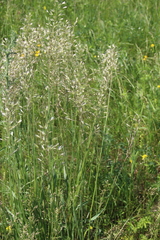 Trisetum turcicum