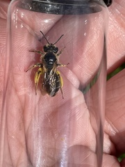 Andrena labialis