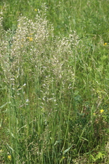 Trisetum turcicum