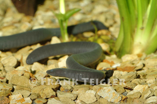 Cayenne Caecilian (Typhlonectes compressicauda) · iNaturalist