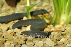 Cayenne Caecilian photo 4